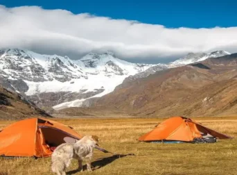 Orange tents and a dog in a Himalayan meadow against snowy peaks under a blue sky.