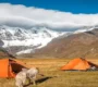 Orange tents and a dog in a Himalayan meadow against snowy peaks under a blue sky.