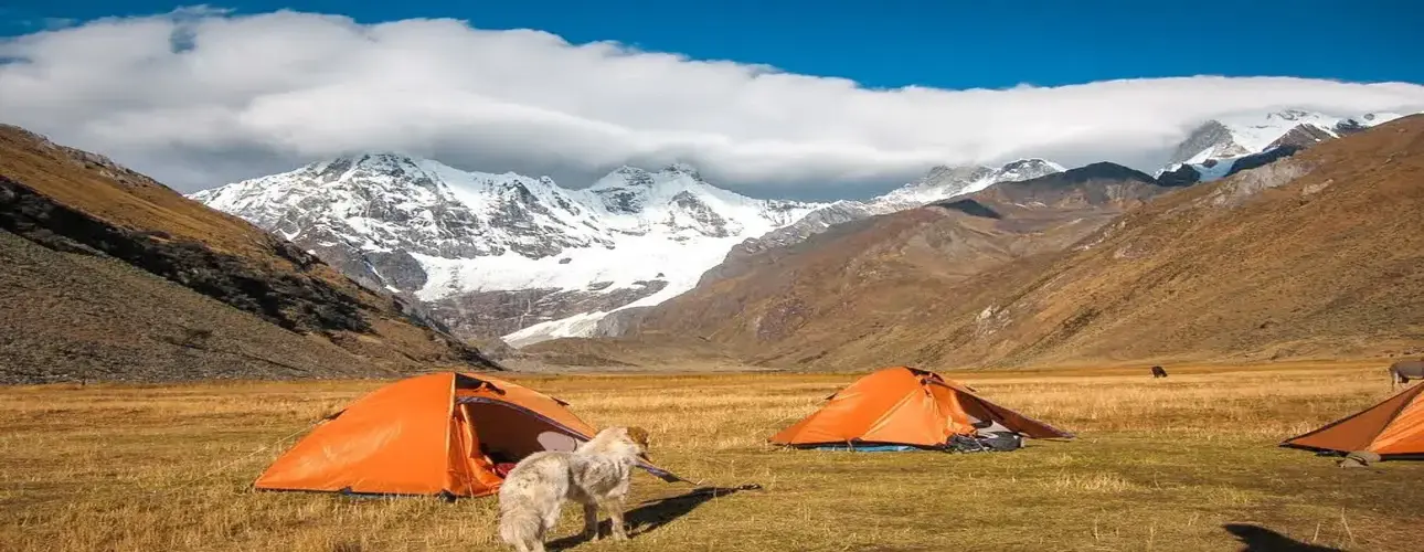 Orange tents and a dog in a Himalayan meadow against snowy peaks under a blue sky.