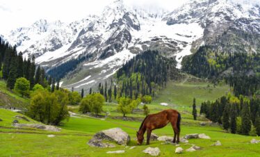 A scenic alpine meadow with a grazing horse, surrounded by lush greenery and snow-capped mountains in the background.